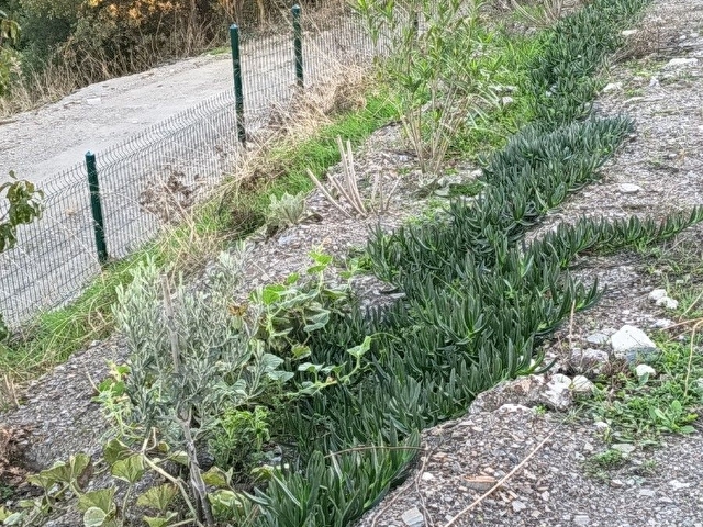 Seferihisar Gödence Mahallesi Satılık Tarla Bağ - Görsel 3