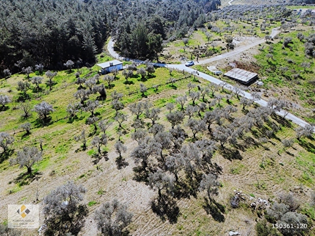 Künarlıoğlu Gruptan Torbalı Düverlik Köyünde Zeytinlik - Görsel 7