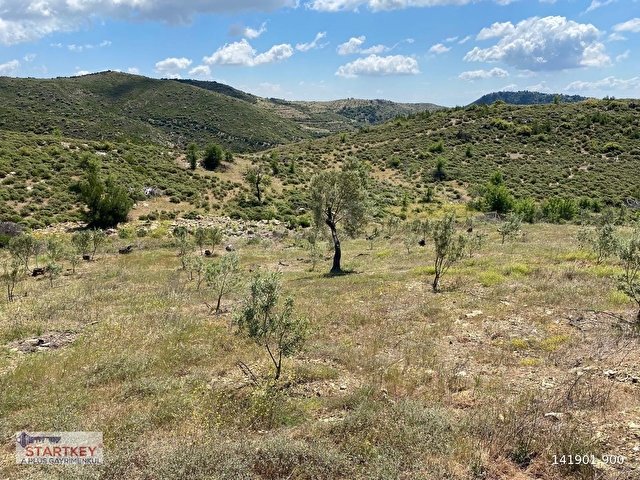 Seferihisar Beylerde Satılık 35.168 m2 1000 Ağaçlı Zeytinlik - Görsel 19