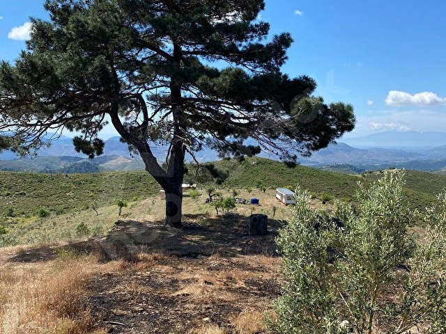Seferihisar Beylerde Satılık 35.168 m2 1000 Ağaçlı Zeytinlik - Görsel 21