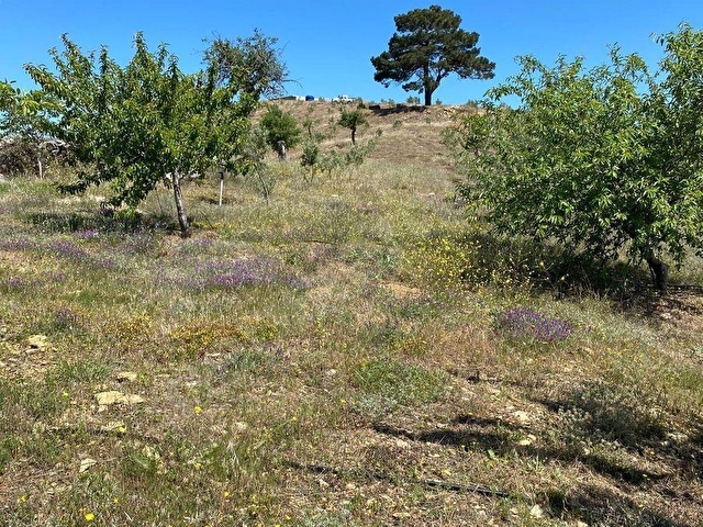 Seferihisar Beylerde Satılık 35.168 m2 1000 Ağaçlı Zeytinlik - Görsel 24