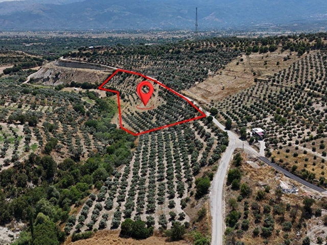 BOZDOĞAN YAZIKENTDE KAÇIRILMAYACAK FIRSAT ZEYTİNLİK - Görsel 2