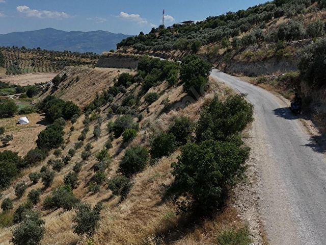 BOZDOĞAN YAZIKENTDE KAÇIRILMAYACAK FIRSAT ZEYTİNLİK - Görsel 30
