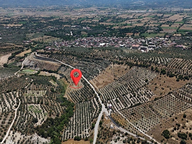 BOZDOĞAN YAZIKENTDE KAÇIRILMAYACAK FIRSAT ZEYTİNLİK - Görsel 4