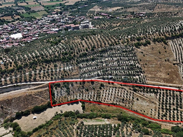 BOZDOĞAN YAZIKENTDE KAÇIRILMAYACAK FIRSAT ZEYTİNLİK - Görsel 5