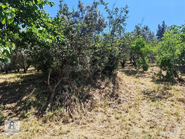 2.500 m² Dereköyde Zeytinlikle Müstakil Köy Evi Doğa ve Huzur - Görsel 19