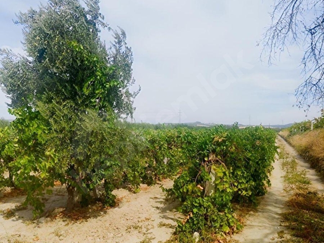 YILDIZ EMLAKTAN SATILIK YÜKSEK VERİMLİ ÜZÜM BAĞI - Görsel 21
