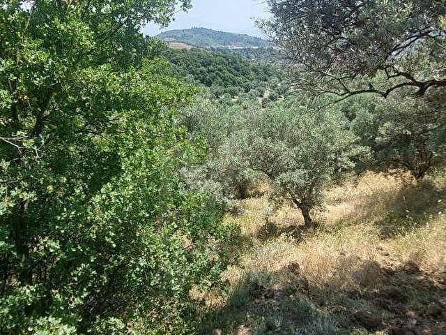 SÖKEde Kaçırmıyacak fırsat 52.447m2 satılık verimli Zeytinlik - Görsel 15