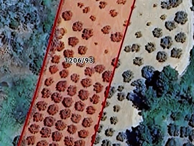 DURU EMLAKTAN.ARAÇ TAKASLI CAMİKEBİR DE ZEYTİNLİK - Görsel 9