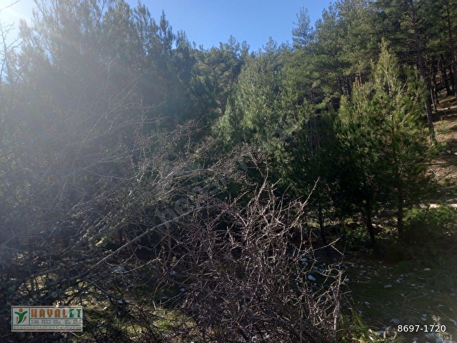 HAYALETTEN DAĞPINAR MAH.YATIRIMLIK ÇİFTLİK ARAZİSİ - Görsel 16