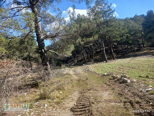 HAYALETTEN DAĞPINAR MAH.YATIRIMLIK ÇİFTLİK ARAZİSİ - Görsel 11