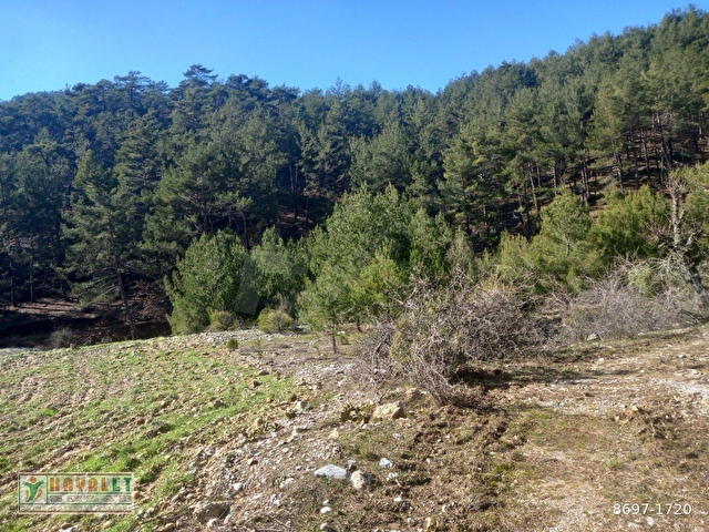 HAYALETTEN DAĞPINAR MAH.YATIRIMLIK ÇİFTLİK ARAZİSİ - Görsel 4