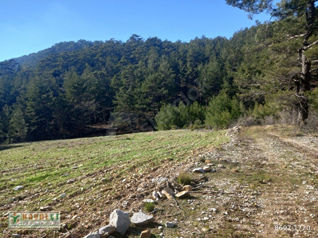 HAYALETTEN DAĞPINAR MAH.YATIRIMLIK ÇİFTLİK ARAZİSİ - Görsel 24