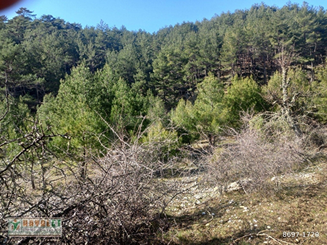 HAYALETTEN DAĞPINAR MAH.YATIRIMLIK ÇİFTLİK ARAZİSİ - Görsel 8