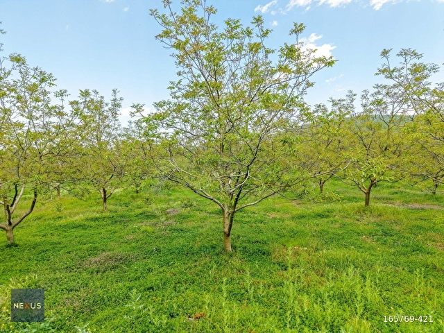 BALIKESİR MANYAS HACI YAKUPLUDA SATILIK 24.300 m² CEVİZ BAHÇESİ - Görsel 26