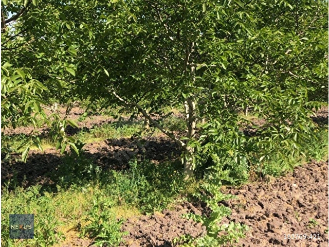 BALIKESİR MANYAS HACI YAKUPLUDA SATILIK 24.300 m² CEVİZ BAHÇESİ - Görsel 14