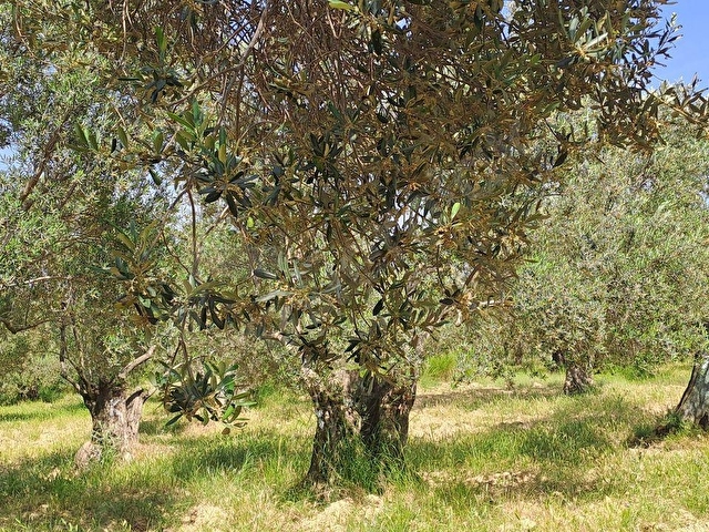 Burhaniye Şarköy Satılık