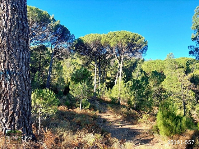 BERGAMA KOZAK YAYLASI YUKARIBEY MAH DE 7850 m2 FISTIKLIK
