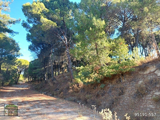 BERGAMA KOZAK YAYLASI YUKARIBEY MAH DE 7850 m2 FISTIKLIK - Görsel 3