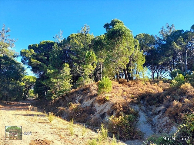 BERGAMA KOZAK YAYLASI YUKARIBEY MAH DE 7850 m2 FISTIKLIK - Görsel 9
