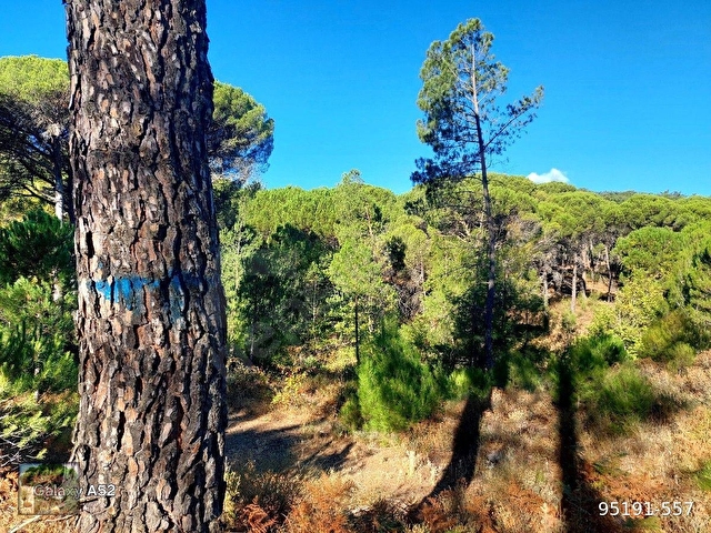 BERGAMA KOZAK YAYLASI YUKARIBEY MAH DE 7850 m2 FISTIKLIK - Görsel 10