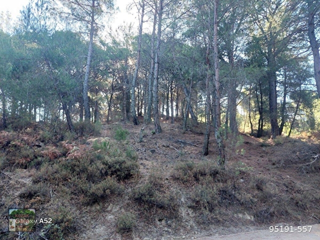 BERGAMA KOZAK YAYLASI YUKARIBEY MAH DE 7850 m2 FISTIKLIK - Görsel 13