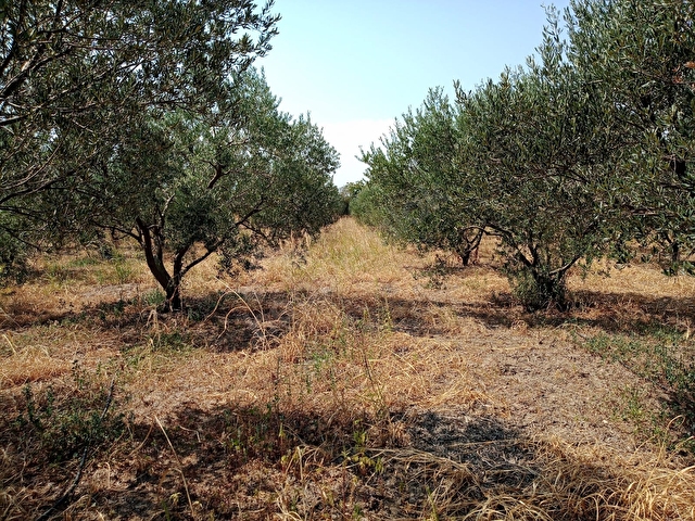 Satilik Kemalpasa Oren 6 345m2 Bahce Full Karadeniz Emlak 43309 1983 Hurriyet Emlak