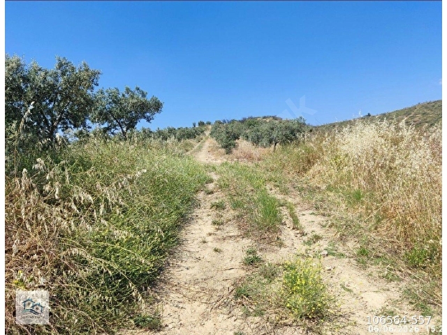 AKHİSAR DURASIL KÖYÜ 8350 m2  ZEYTİNLİK SATILIKTIR. - Görsel 12