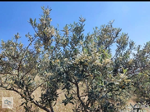 AKHİSAR DURASIL KÖYÜ 8350 m2  ZEYTİNLİK SATILIKTIR. - Görsel 14