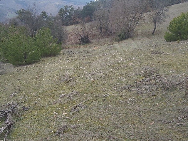 FİYAT DÜŞTÜ SATILIK  KELEPIR TARLA SAMSAÇAVUŞ KÖYÜ ORMAN KENARI MANZARALI 5.000.M2 - Görsel 25