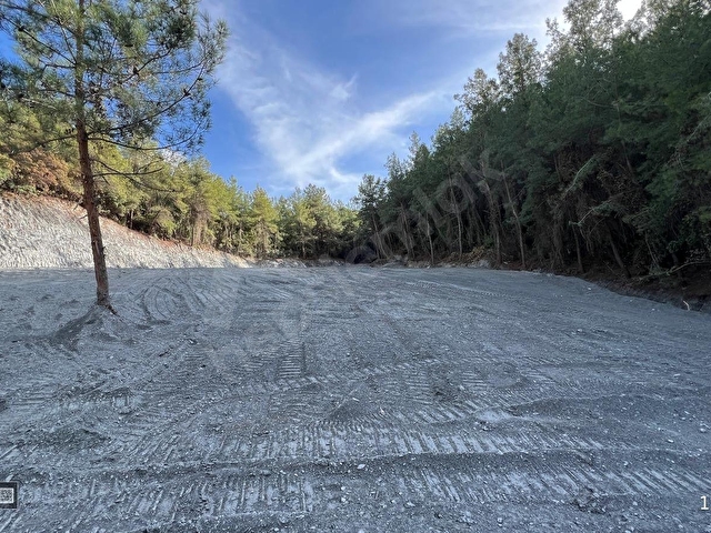 Kuşadası Kirazlıda 4100 m2 tek tapulu orman içinde emsalsiz