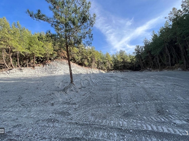 Kuşadası Kirazlıda 4100 m2 tek tapulu orman içinde emsalsiz - Görsel 2