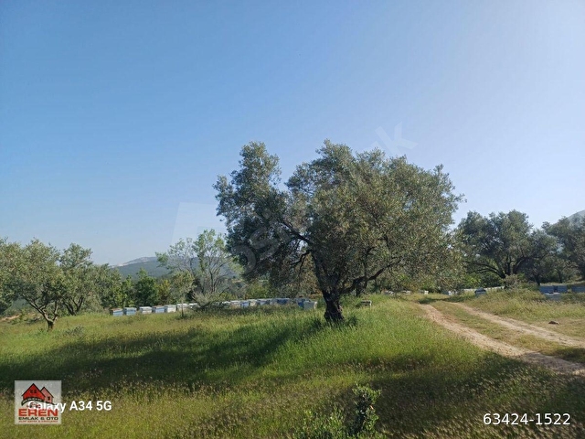 SATILIK ŞEREF MH DE 816M2 ZEYTİNLİK - Görsel 3