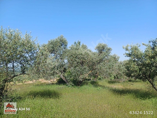 SATILIK ŞEREF MH DE 816M2 ZEYTİNLİK - Görsel 6