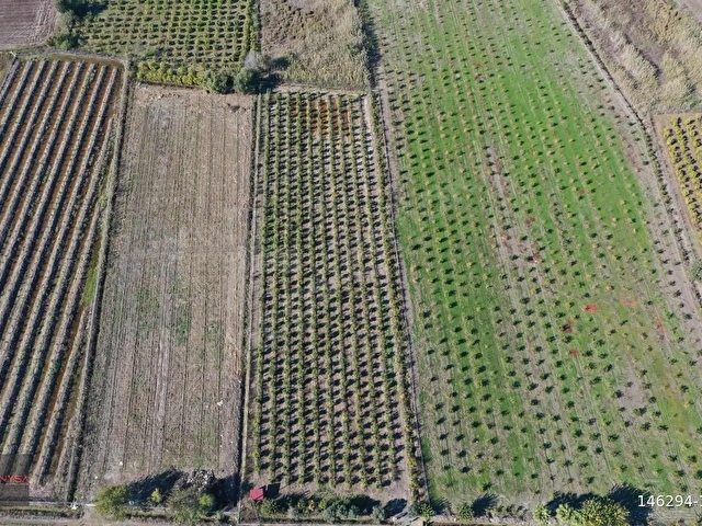 NYSA EMLAKTAN 7.744 M2 SATILIK ŞAHSİ TAPU NAR BAHÇESİ - Görsel 2