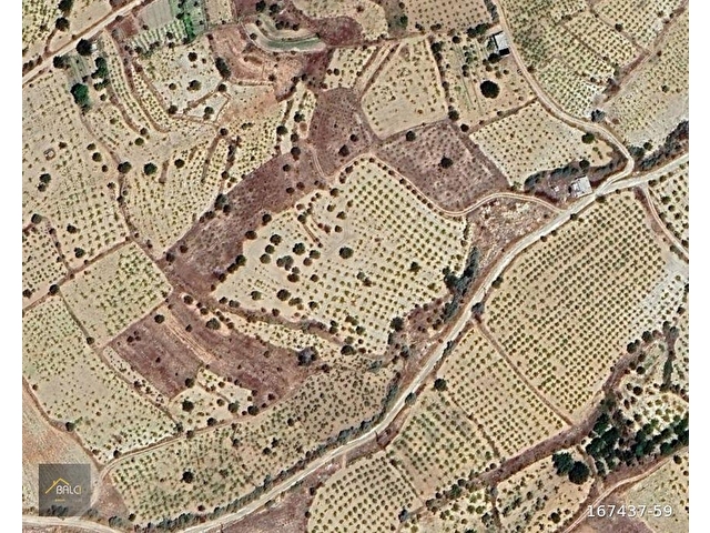 BALCI EMLAKTAN YENİYAYLACIKTA SATILIK BAKIMLI 10530 M2 BAĞ - Görsel 5