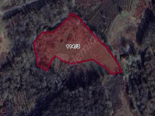 SATILIK FİLYOS LİMAN ÜSTÜNDE 8878 m2 FINDIKLIK ARAZİ - Görsel 24