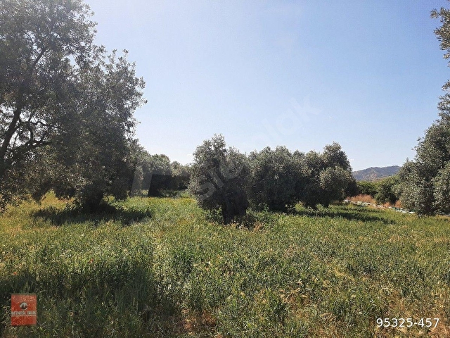 EFELERDE SATILIK 8651 m2 ZEYTİNLİK - Görsel 8