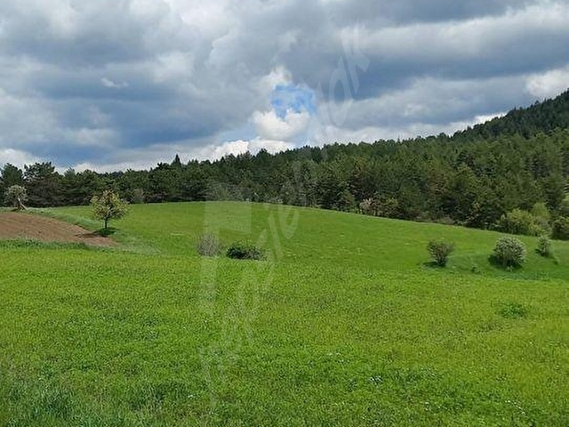 KASTAMONU EN GÜZEL FİYAT BALLIK SATILIK TARLA 8.376M2 2.375.000 - Görsel 5