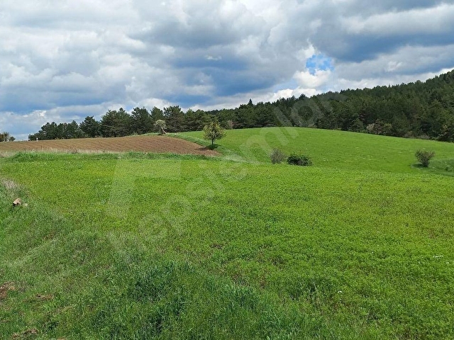 KASTAMONU EN GÜZEL FİYAT BALLIK SATILIK TARLA 8.376M2 2.375.000
