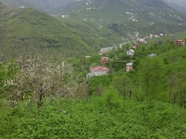 GÖRELEDE KÖY YERLEŞİK ALAN İÇİNDE RESMİ YOLU OLAN FINDIK BAHÇESİ
