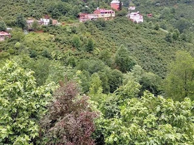 GÖRELEDE KÖY YERLEŞİK ALAN İÇİNDE RESMİ YOLU OLAN FINDIK BAHÇESİ - Görsel 11