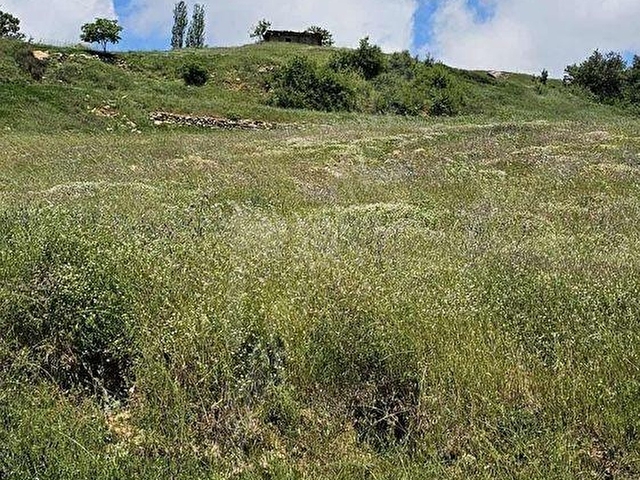 NAZİLLİ KARACASU YOLA CEPHE ACİL SATILIK KARGÜR EV VE TARLA - Görsel 3