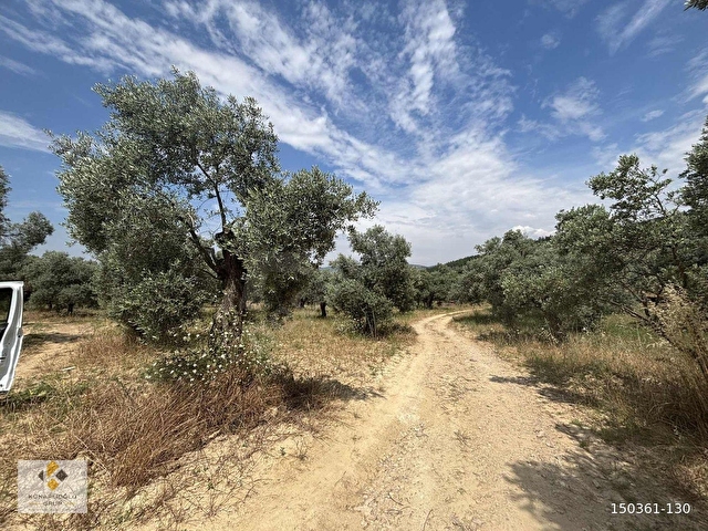 Künarlıoğlu Gruptan Dirmil Köyü Ambardamı nda 5.429 m2zeytinlik - Görsel 4