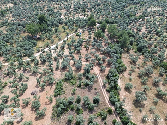 Künarlıoğlu Gruptan Dirmil Köyü Ambardamı nda 5.429 m2zeytinlik - Görsel 2
