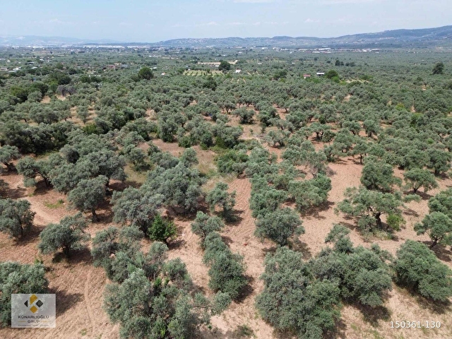Künarlıoğlu Gruptan Dirmil Köyü Ambardamı nda 5.429 m2zeytinlik