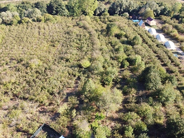 İSAKÖY ANA YOLA 2,PARSEL DAİRE TAKASLI 572 M2 DÜZ FINDIK BAHÇESİ - Görsel 9