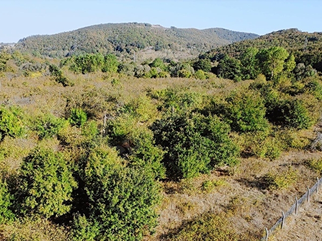 İSAKÖY ANA YOLA 2,PARSEL DAİRE TAKASLI 572 M2 DÜZ FINDIK BAHÇESİ - Görsel 10