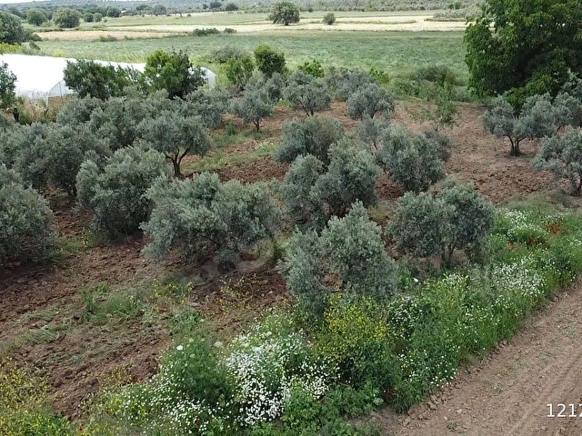 ÖN EMLAKTAN BURHANİYE ŞAHİNLERDE 4.784 M2 SATILIK TARLA! - Görsel 13