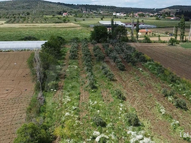 ÖN EMLAKTAN BURHANİYE ŞAHİNLERDE 4.784 M2 SATILIK TARLA! - Görsel 21